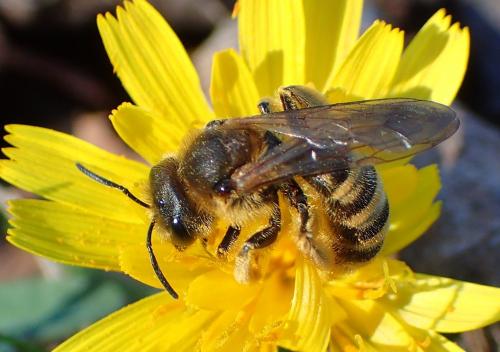 Réf. 217 493 : Halictus scabiosae